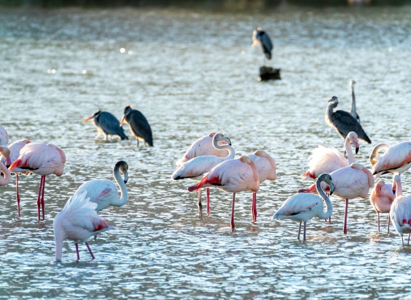 A flock of colorful flamingoes wading in the serene waters of Calpe, Comunidad Valenciana, Spain.
